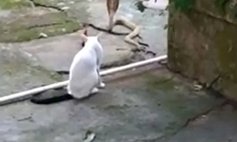 CLIP: Mèo xem rắn hổ mang 1,2 mét như đồ chơi, hành đối thủ cả giờ đồng hồ