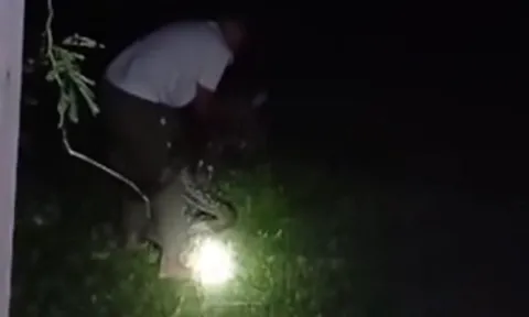 CLIP: Liều lĩnh bắt trăn bằng tay không, người đàn ông Đông Nam Á nhận cái kết bi thảm