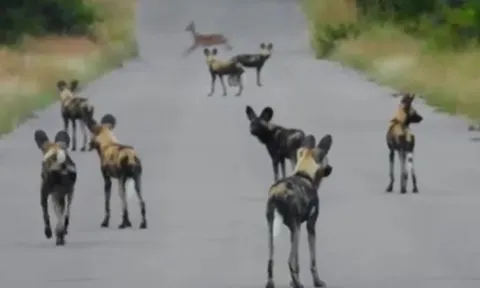 CLIP: Bị đàn chó hoang dàn trận chặn đường, linh dương vẫn khiến kẻ đi săn 'ôm hận'