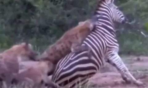 CLIP: Ngựa vằn vùng vẫy tuyệt vọng giữa vòng vây của linh cẩu