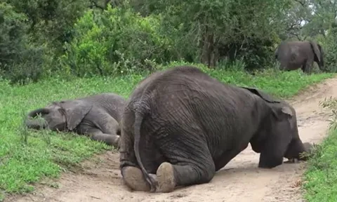 CLIP: 'Nhậu' quá đà, đàn voi say tuý luý