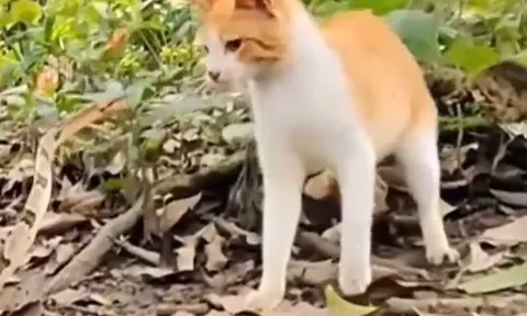 CLIP: Mèo né đòn ngoạn mục trước cú tấn công chớp nhoáng của rắn