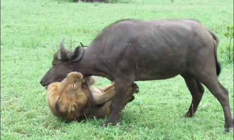 CLIP: Đuổi cả đàn trâu rừng đông đảo chạy thục mạng, sư tử lao vào hạ gục con mồi