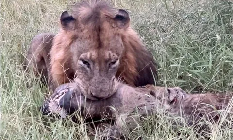 CLIP: Liều lĩnh cướp mồi của 'vua đồng cỏ', linh cẩu nhận kết cục thảm khốc