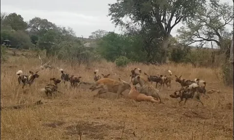 Clip: Xác linh dương thành tâm điểm cuộc chiến giữa báo, chó hoang và linh cẩu