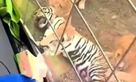 CLIP: Đi lạc vào địa bàn của đàn sư tử, hổ tử nạn sau khi đi cấp cứu