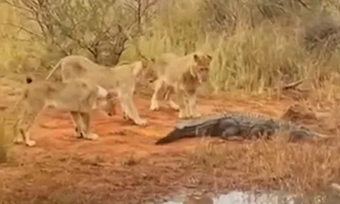 CLIP: Bị đàn sư tử bao vây tấn công, cá sấu vẫn nhận kết cục vẻ vang