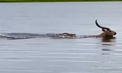 CLIP: Cá sấu lao đến như tên bắn, linh dương thoát chết trong gang tấc