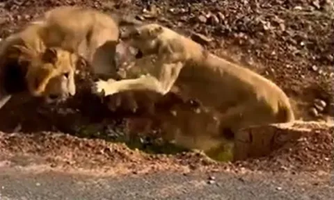 CLIP: Phì cười trước khoảnh khắc sư tử cái 'nổi cơn tam bành' khiến sư tử đực hoảng loạn