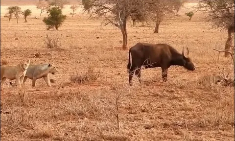 CLIP: Trâu rừng con đơn độc chống chọi bầy sư tử sau khi mẹ tử nạn