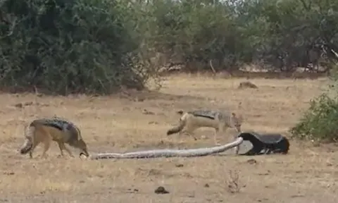 CLIP: Chó rừng bất ngờ xen ngang vào cuộc chiến giữa trăn và lửng mật