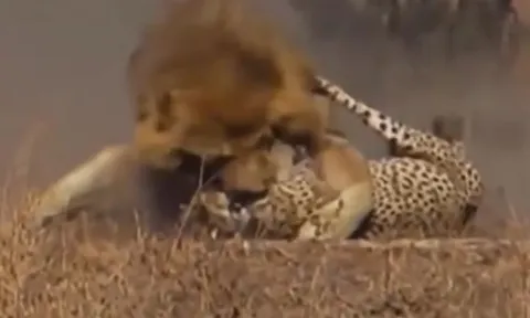 CLIP: Báo săn bỏ mạng trước màn mai phục tinh ranh của sư tử