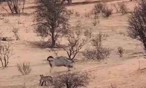 CLIP: Linh dương mẹ liều mình đấu 3 báo săn để bảo vệ con và cái kết bất ngờ