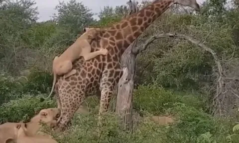 CLIP: Bị đàn sư tử nhảy lên lưng bấu chặt, hươu cao cổ vẫn thoát chết ngoạn mục