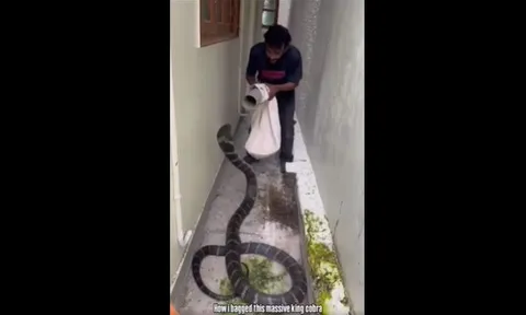 CLIP: Kịch tính màn bắt sống rắn hổ mang chúa khổng lồ giữa hẻm nhỏ