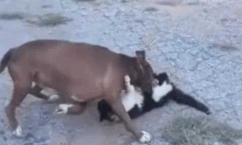 CLIP: Mèo bị chó Pitbull tấn công dữ dội, may mắn thoát chết trong gang tấc