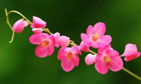 Ngắm vẻ đẹp mong manh của loài hoa 'trái tim tan vỡ'