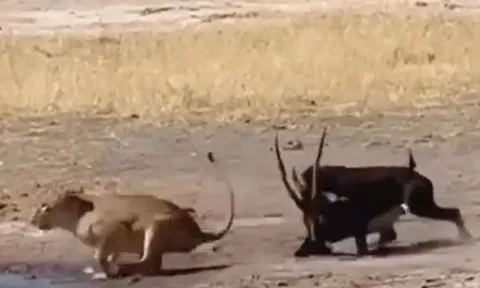 CLIP: Vừa tóm được linh dương, sư tử phải chạy thục mạng vì đòn hiểm của con mồi