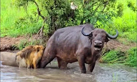 CLIP: Trâu rừng ‘thủy chiến’ ác liệt với sư tử và cái kết đầy bất ngờ