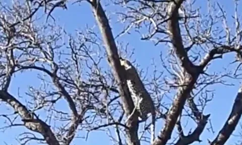 CLIP: Cuộc rượt đuổi trên cây giữa khỉ và báo hoa mai khiến người xem thót tim