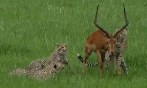 CLIP: Linh dương giả chết, thoát thân ngoạn mục khỏi 3 con báo săn