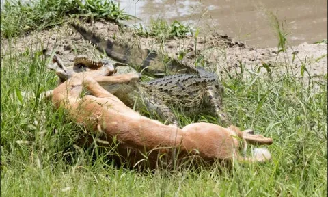 CLIP: Vừa thoát khỏi hàm cá sấu, linh dương impala lại đối đầu báo hoa mai