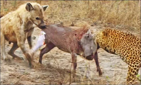 CLIP: Hạ gục lợn bướu, báo hoa mai vẫn phải nhịn đói