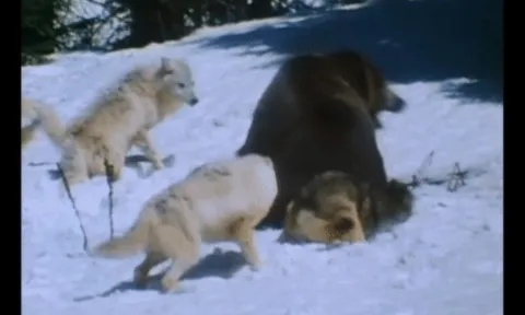 CLIP: Gấu xám một mình đối đầu sinh tử với cả đàn sói trên băng tuyết