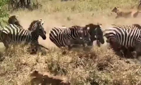 CLIP: Đi săn ngựa vằn, sư tử suýt bị con mồi giẫm đạp chết