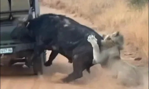 CLIP: Trâu rừng thoát chết ngoạn mục nhờ… húc vỡ xe du khách