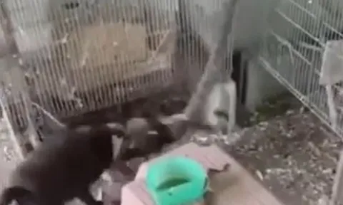 CLIP: Mò vào lồng bắt chim, rắn bị chó nhà hạ sát sau màn đọ sức gay cấn