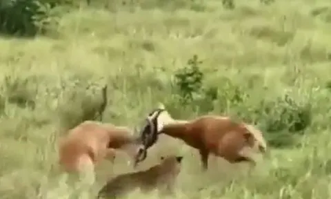 CLIP: Báo hoa mai thành... trọng tài bất đắc dĩ trong cuộc chiến của 2 linh dương