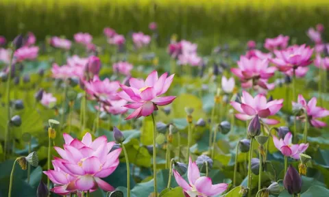 Ngắm vẻ đẹp tinh khiết của hoa sen - quốc hoa trong lòng nhiều người Việt