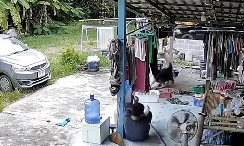 CLIP: Đang ngủ trưa, người đàn ông hoảng loạn khi bị rắn cắn bất ngờ