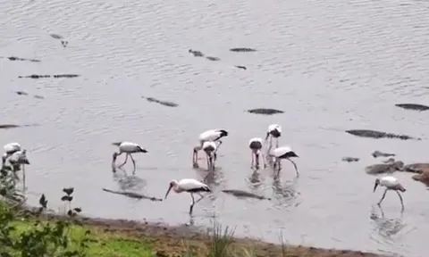 CLIP: Bầy cò ung dung kiếm ăn giữa đàn cá sấu khổng lồ và cái kết khó tin