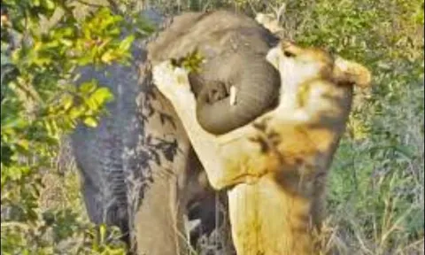 CLIP: Liều lĩnh săn voi một mình, sư tử nhận ‘cái kết đắng’