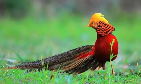 Chiêm ngưỡng loài chim khoác 'áo' bảy sắc cầu vồng