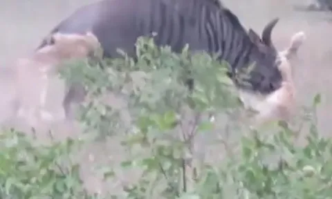 CLIP: Linh dương đầu bò lật ngược tình thế, thoát nanh vuốt 2 con sư tử