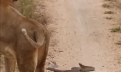 CLIP: Đụng độ cả rắn hổ mang và sư tử, thằn lằn vẫn thoát chết ngoạn mục