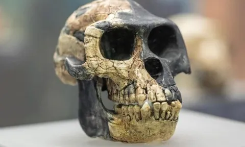 Hóa thạch mới tiết lộ 'người anh em họ' bí ẩn đã mất của loài người