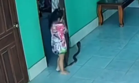 CLIP: Vô tình giẫm phải đuôi rắn hổ mang trong nhà, bé gái nhận cái kết khó tin