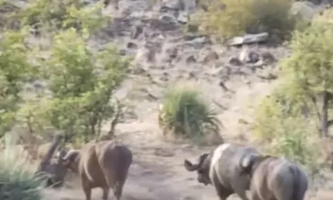 CLIP: Bị bầy sư tử cắn xé, voi con vẫn thoát chết ngoạn mục nhờ sự nghĩa hiệp của đàn trâu rừng