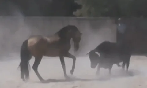 CLIP: Cuộc đối đầu khốc liệt giữa bò tót với ngựa trong đấu trường và cái kết bất ngờ