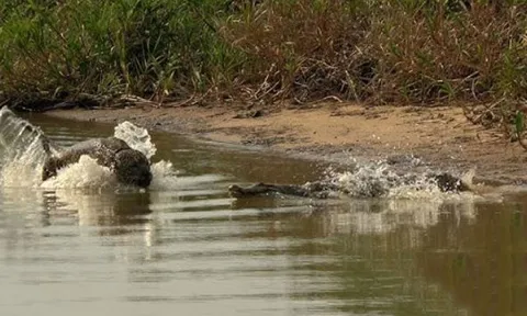 CLIP: Báo đốm tung đòn chí mạng dưới nước, hạ gục 'chúa tể đầm lầy'