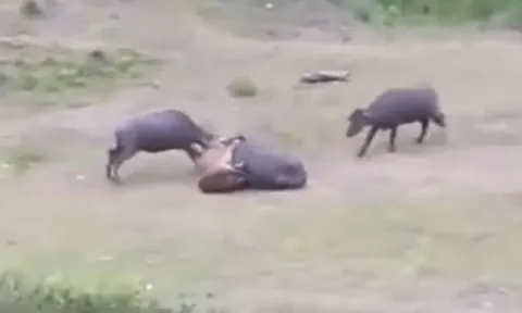 CLIP: Đàn trâu rừng hợp sức tử chiến với hổ để cứu đồng loại