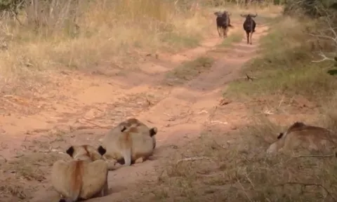 CLIP: Linh dương đầu bò đi thẳng vào ổ phục kích của đàn sư tử