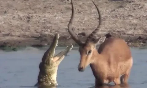 CLIP: Vừa thoát khỏi hàm cá sấu, linh dương lại đụng trúng bầy chó hoang