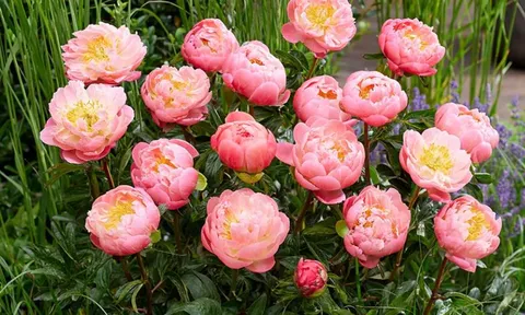 Khám phá vẻ đẹp mẫu đơn: Từ 'quốc sắc thiên hương' đến biểu tượng phú quý