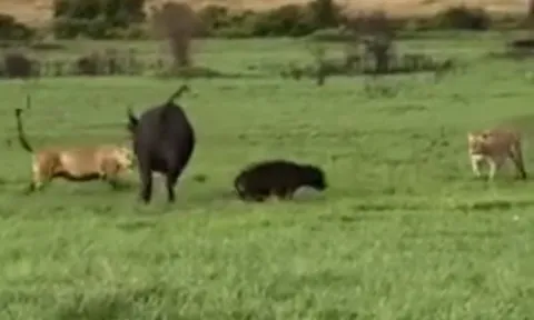 CLIP: Trâu rừng mẹ đơn độc quyết chiến bầy sư tử để cứu con non