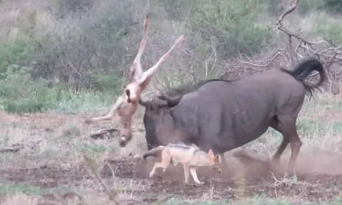 CLIP: Linh dương đầu bò mẹ liều mình chống bầy chó rừng để bảo vệ con non